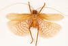 CollectionObject 1531247; de9f1cd0-c9da-4d68-af22-5fcc61cd68e4: male, dorsal view (holotype). (CollectionObject).
