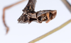 Canuleius vigintiquatuorspinosus Redtenbacher, 1906: copyright ZMUH, Hamburg. male: end of abdomen, ventral view (syntype). (Otu).