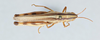 CollectionObject 2800392; 293d8e29-bfc5-461f-91b7-4ecc7f308778, CNCI 983105: Amphitomus coloradus. Dorsal view. (CollectionObject).
