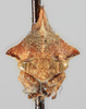 Head: !! display not done !! on Telamonanthe pulchella (Ball, 1903): (Observation).