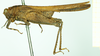 CollectionObject 1531571; bae82231-3982-4bb7-939a-d9e70efe4ccb: male, lateral view (syntype). (CollectionObject).