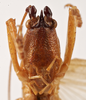 CollectionObject 1534479; 81481b8a-ae76-440c-8b51-270c82c5f1da: female face (holotype). (CollectionObject).