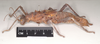 CollectionObject 1558863; NHMUK(SF IMPORT DUPLICATE) 845209, e263b155-b331-4145-9ff8-582cdac82582: copyright Natural History Museum, London. female, lateral view of Heteropteryx dehaanii (holotype). (CollectionObject).