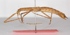 CollectionObject 1562525; 864cec21-e333-47b0-9288-a74e7af8ba85: copyright ZMB, Berlin. female, lateral view (holotype). (CollectionObject).