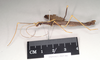 CollectionObject 1561422; b86d2261-af7b-42b9-8c07-f19c627f1212: copyright Natural History Museum, London. male, lateral view (holotype). (CollectionObject).