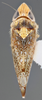 Habitus, dorsal view: !! display not done !! on Scaphytopius n. sp. PE15: Scaphytopius Ball, 1931: (Observation).