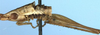 Conocephalus (Megalotheca) parvulus (Péringuey, 1916): male, lateral view (syntype or paratype). (Otu).
