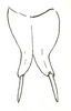 Beierella brasiliensis Piza, 1978: male subgenital plate. (Otu).