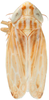 Habitus, dorsal view: !! display not done !! on Mendozellus asunctia Cheng, 1980: Habitus, male, dorsal view (after Duan et al., 2017). (Observation).