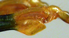CollectionObject 1536066; e41e7803-4980-41ba-bf47-e528df22c58d: male hind knee (holotype). (CollectionObject).