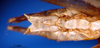 CollectionObject 1530693; 04647957-970c-4b5a-846f-93d1d3246651: male subgenital plate (syntype). (CollectionObject).