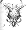 Head on Cyphonia capra (Burmeister, 1833): (Observation).