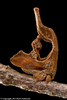 Habitus, lateral view: !! display not done !! on Cladonota Stål, 1870: _Cladonota_ (_Cladonota_) _ridicula_. (Observation).