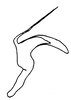 Aedeagus, lateral view: Aedeagus, lateral view. (Observation).