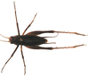 Mellopsis doucasae Mews & Sperber, 2010: male. (Otu).