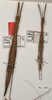 CollectionObject 1560287; 39f9c2f8-46d5-47f7-a05c-5db2c414b514: copyright OUMNH. female and male (syntypes). (CollectionObject).;CollectionObject 1560288; 4dc70e09-436b-450f-b855-4b1d51a8ae5d: copyright OUMNH. female and male (syntypes). (CollectionObject).