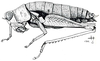 Barythericles pumilus (Karny, 1910): Fig. 53. female habitus. (Otu).