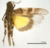 CollectionObject 1538212; 32989f08-e9aa-44c3-a0c8-d5ebd1aee270: male, dorsal view (holotype). (CollectionObject).