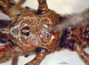 CollectionObject 1521412; f7a67c23-b6c7-4ea1-adce-065cab7589c6: male, ventral view (holotype). (CollectionObject).