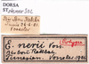 CollectionObject 1530859; d52e3d3c-486b-4ad0-9021-ffbfa2afed36: labels (syntype). (CollectionObject).