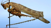 CollectionObject 1522621; c27aeca9-d46d-436b-a135-e14b1bf19429: male, lateral view (holotype). (CollectionObject).