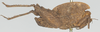 CollectionObject 1503209; a971e114-c73d-48f6-bc2c-04b33df4eda3: male, lateral view (holotype). (CollectionObject).