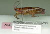 CollectionObject 1522167; f6be42b1-5a32-4497-847a-e03e9d311b45, ANSPRC 93372: female, lateral view (allotype). (CollectionObject).