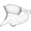 Pygofer, lateral view on Anufrievia bauhinicola Dworakowska & Viraktamath, 1978: Pygofer, lateral view. (Observation).