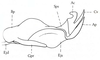 Eremogryllus hammadae Krauss, 1902: Fig. 67.4. endophallus, lateral view. (Otu).