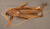 CollectionObject 1507294; 06f7f89d-9d4e-4f57-a8d4-9d60ec54240d: male, dorsal view (holotype). (CollectionObject).