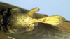 CollectionObject 1500361; 589cfdb6-3f85-4423-abca-ca28dd9e4d76: male subgenital plate (syntype). (CollectionObject).