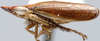 Habitus, lateral view on Gcaleka Naudé, 1926: Gcaleka acuta, lateral habitus (INHS). (Observation).