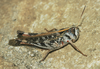 Rhammatocerus viatorius viatorius (Saussure, 1861): female. (Otu).