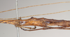 CollectionObject 1560515; NHMUK(SF IMPORT DUPLICATE) 844535, 23caa7a9-72a1-4d0c-8fcb-581844618722: copyright Natural History Museum, London. male: mid body, lateral view (holotype). (CollectionObject).