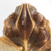 Head: !! display not done !! on Atopocixius Muir, 1926: Atopocixius ornatus Muir, 1926. (Observation).