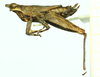 CollectionObject 1586202; 646d3b3d-1caa-48a1-85dd-d4bf2a89b677, NMW NRM-ORTH 13053: female, lateral view (paralectotype). (CollectionObject).