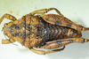 CollectionObject 1498690; cc0ce4fd-6af0-4c7a-81dd-dedcb6b5cbce: male, dorsal view. (CollectionObject).