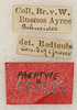 CollectionObject 1589281; 504ed762-3c37-4ab2-be11-5cd2fe1a4e98: labels (syntype). (CollectionObject).