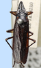 Habitus, dorsal view on Deselvana Young, 1968: male: Deselvana pervigata, Brazil, MNHN. (Observation).