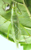 Oecanthus walkeri Collins & Symes, 2012: 2009. male, dorsal view. (Otu).