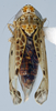 Habitus, dorsal view: (Observation).