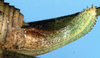 female ovipositor (paratype). Depicts Poecilimon (Poecilimon) zwicki Ramme, 1939, an Otu.