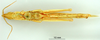 CollectionObject 1565355; 699a0e88-4436-4f37-ae4b-bc7870b2fc0b: female, ventral view. (CollectionObject).