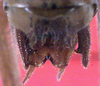 Modestana ebneri excurvata (Willemse, 1975): male cerci (paratype). (Otu).