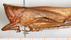 CollectionObject 1586732; 5d15d25e-007e-4d1a-a8f2-ba5c55cb1274: female, head and pronotum, lateral view. (CollectionObject).