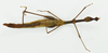 CollectionObject 1582871; cd47629a-ff2a-422c-bfdf-eb2cbb1d24de: female, body ventral view (holotype). (CollectionObject).