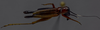 CollectionObject 1593834; 6c13fa1a-36c6-4282-a25e-aebd87fcc6f2: female, dorsal view. (CollectionObject).