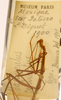 CollectionObject 1558996; 23547695-4904-470f-9954-8177fc9b0e11: copyright MNHN, Paris. female nymph, data label (syntype). (CollectionObject).;CollectionObject 1558997; 7c170d9e-8691-41a3-8e1f-ccbe90aaa394: copyright MNHN, Paris. female nymph, data label (syntype). (CollectionObject).