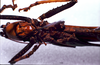 CollectionObject 1516181; a68823fd-f097-47a2-ab62-30e8185fb893: male, ventral view (syntype). (CollectionObject).