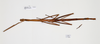 CollectionObject 1559008; d7ed3609-864b-4afc-877b-b5908eee10c1: copyright ANSP. female of synonym Bactridium grande (holotype), dorsal view. (CollectionObject).